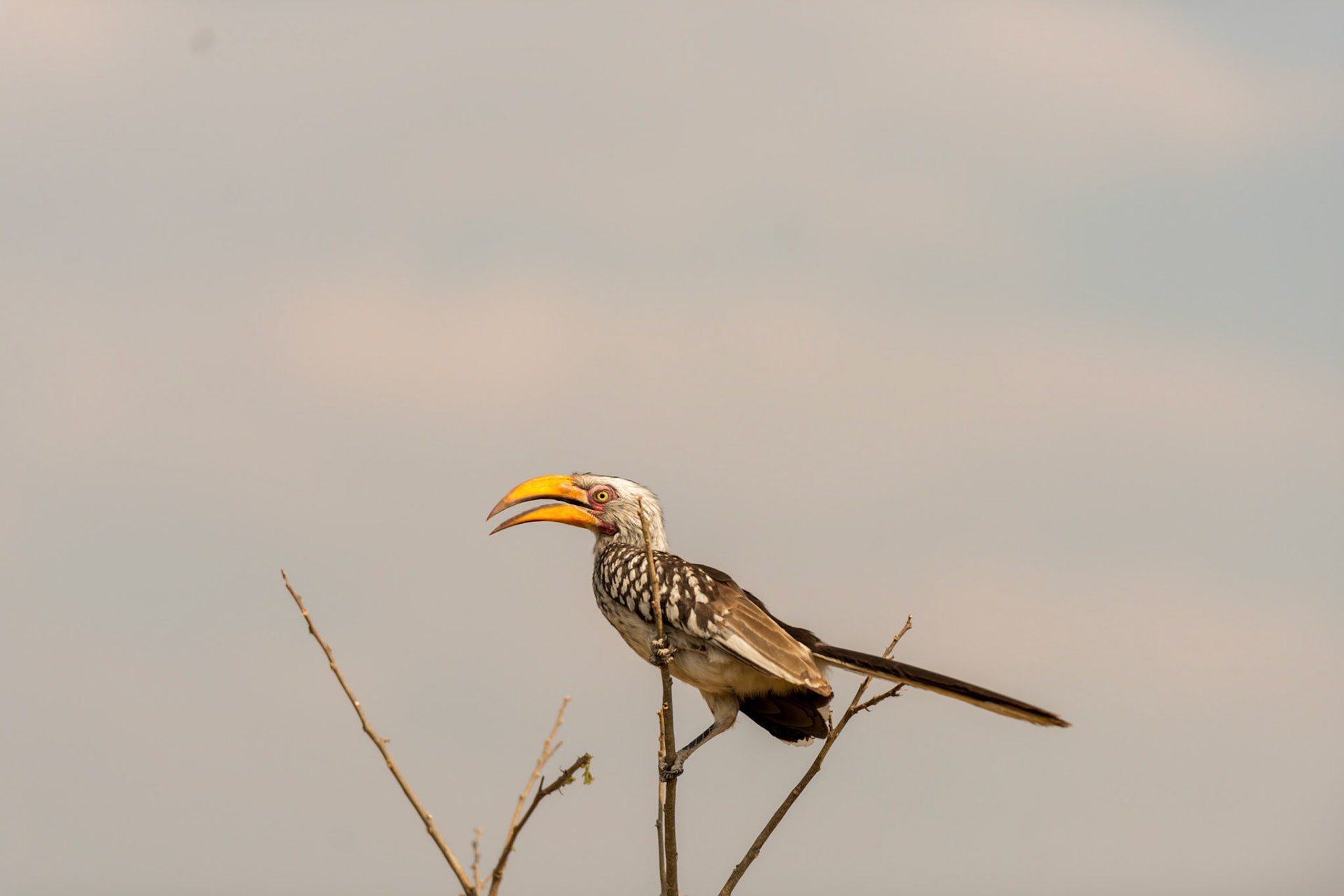 HwangeNP, Zimbabwe