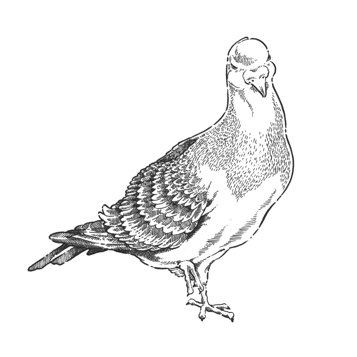 pigeon illustration, dove illustration, Taube illustration, analog illustration