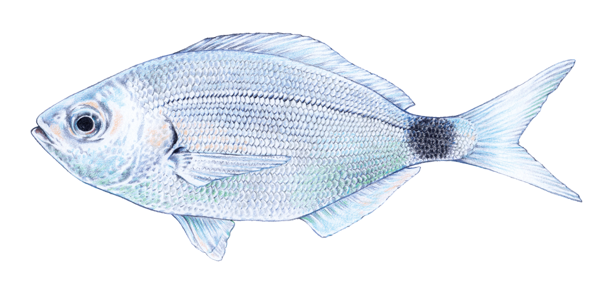 Brandbrasse, colored pencil illustration by Anna Frohmann