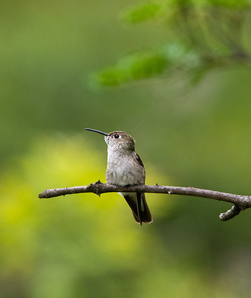 Spot-throated Hummingbird (Leucippus taczanowskii)