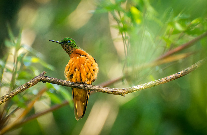 Chestnut-breasted Coronet (Boissonneauamatthewsii)
