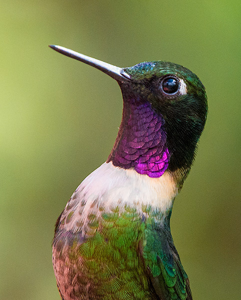 Amethyst-throated Sunangel (Heliangelus amethysticollis)