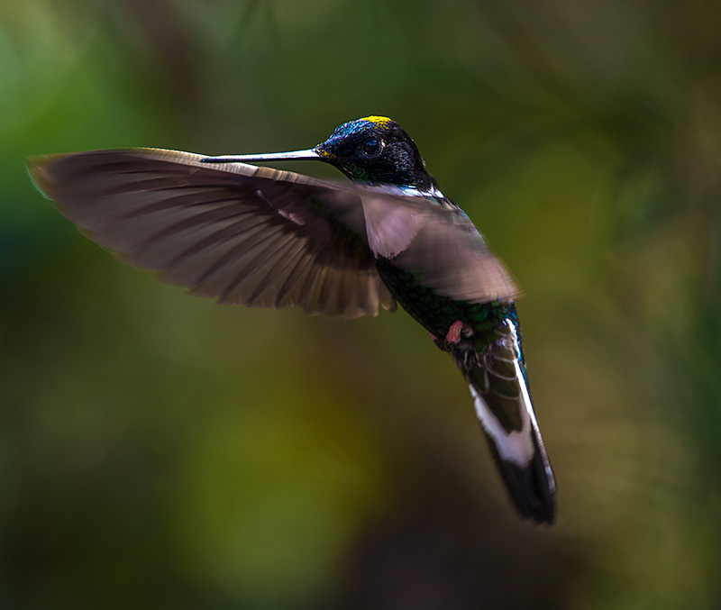 Collared Inca (Coeligena torquata)