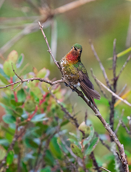 Neblina Metaltail (Metallura odomae)