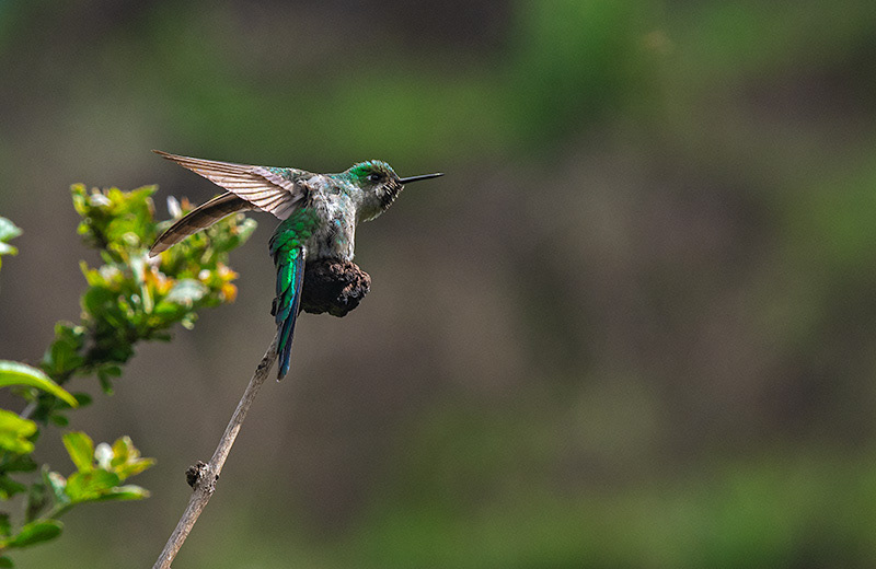 Grey-bellied Comet (Taphrolesbia griseiventris)
