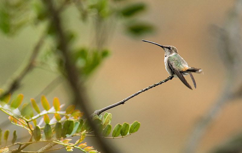 Oasis Hummingbird (Rhodopis vesper)