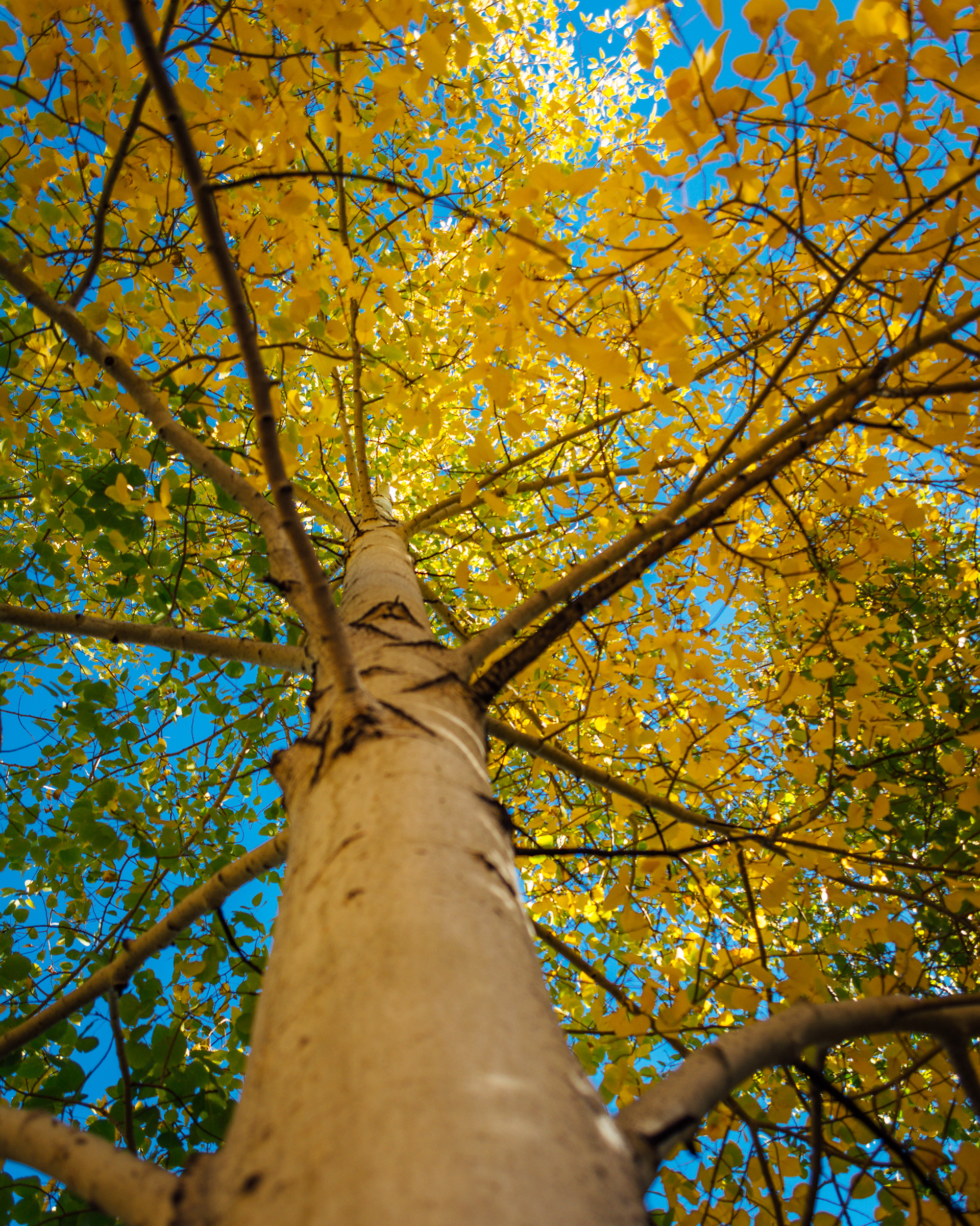 Quaking Aspen