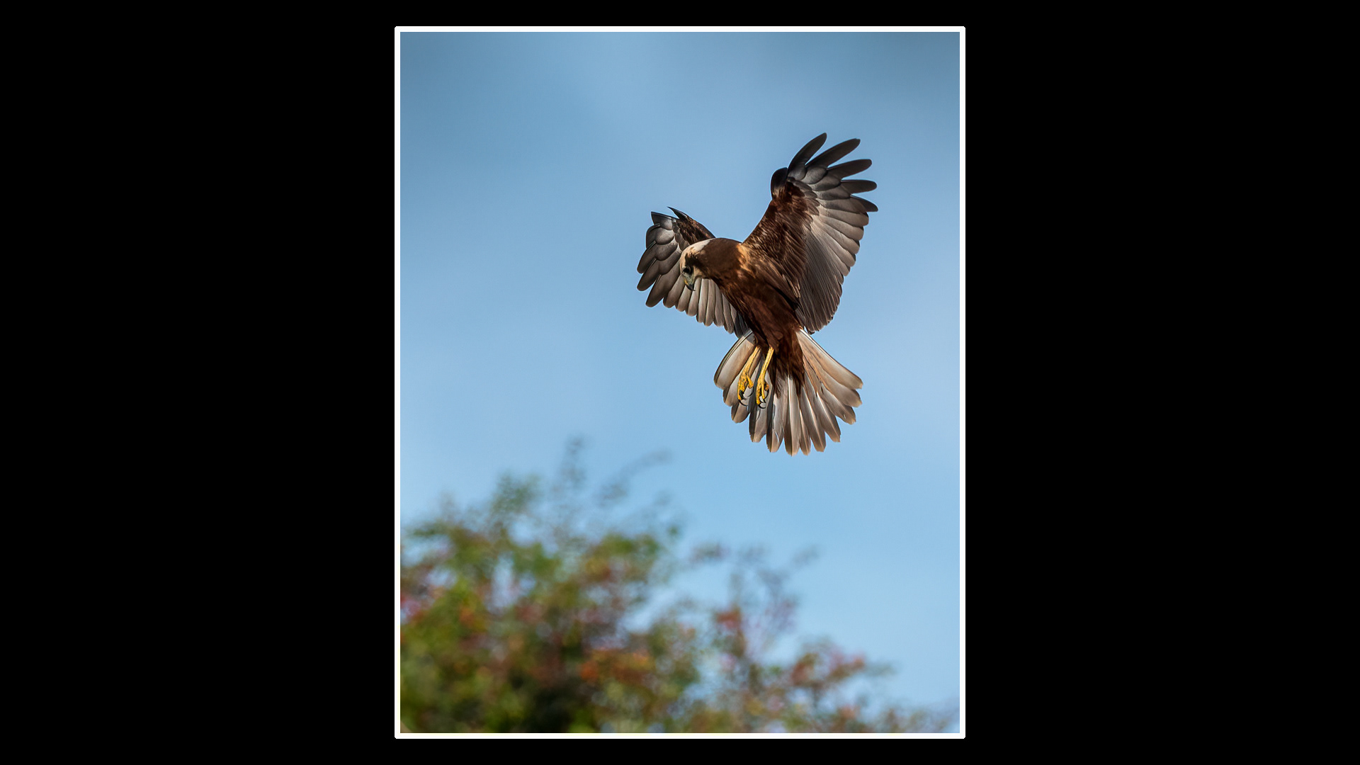Marsh Harrier