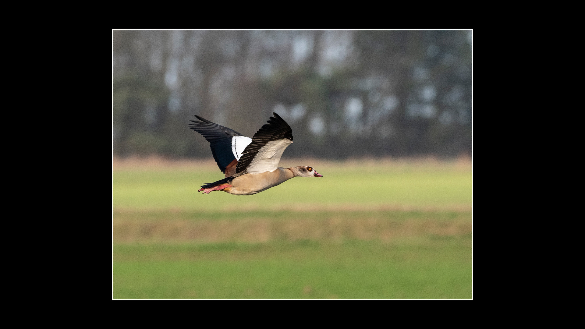 Egyptian Goose
