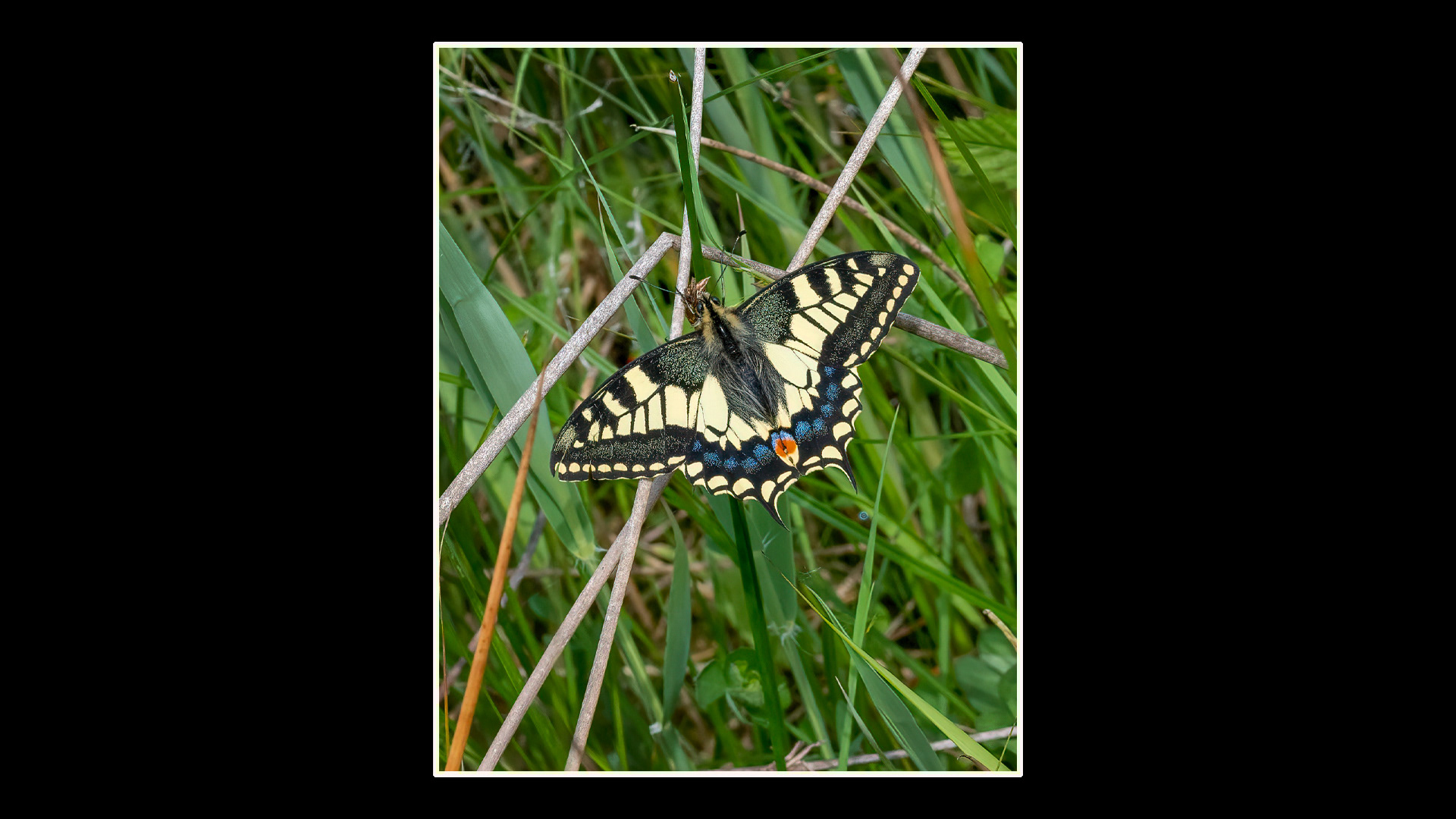Swallowtail