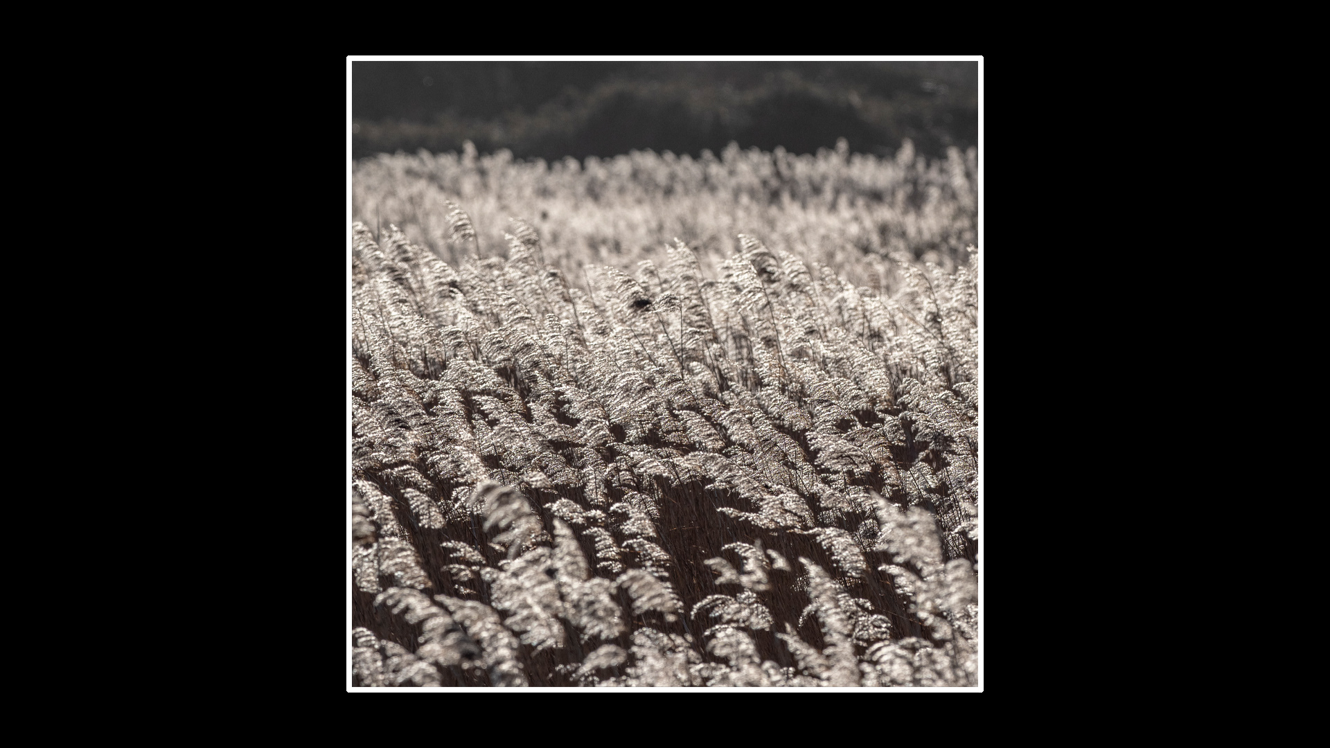 Norfolk Reed