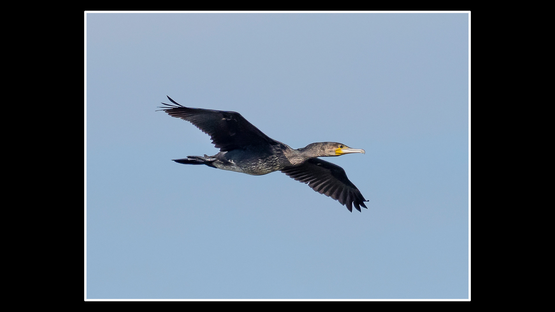 Cormorant