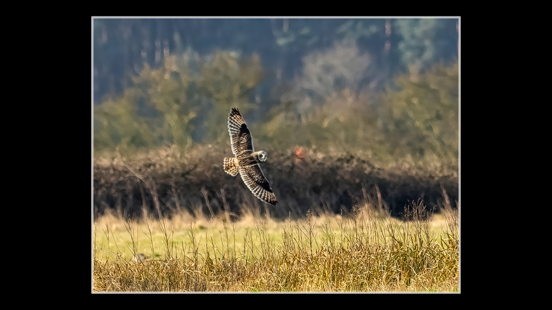 Short-eared Owl