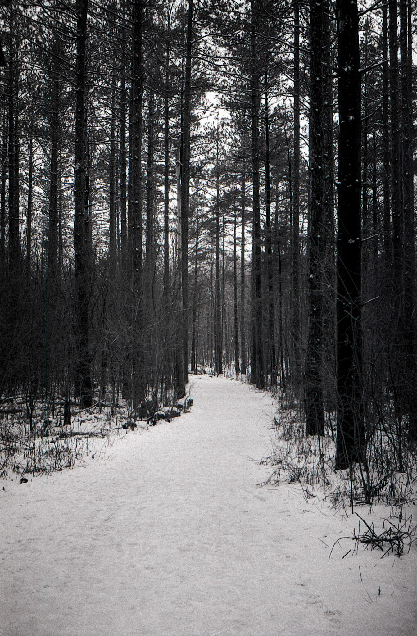 Forest in the winter