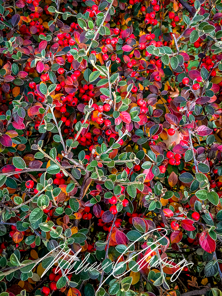 © 2015 | 8550