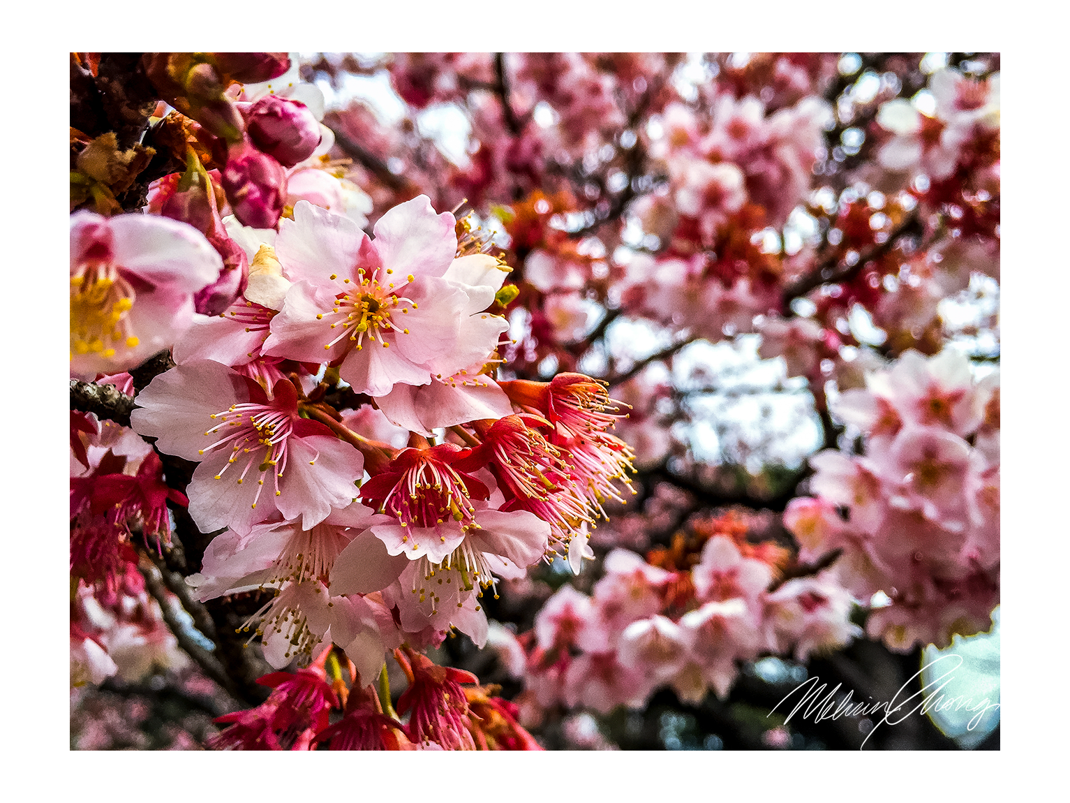 © Melvin Chong Feb 2016 | Gyoen Park, Tokyo | 0574