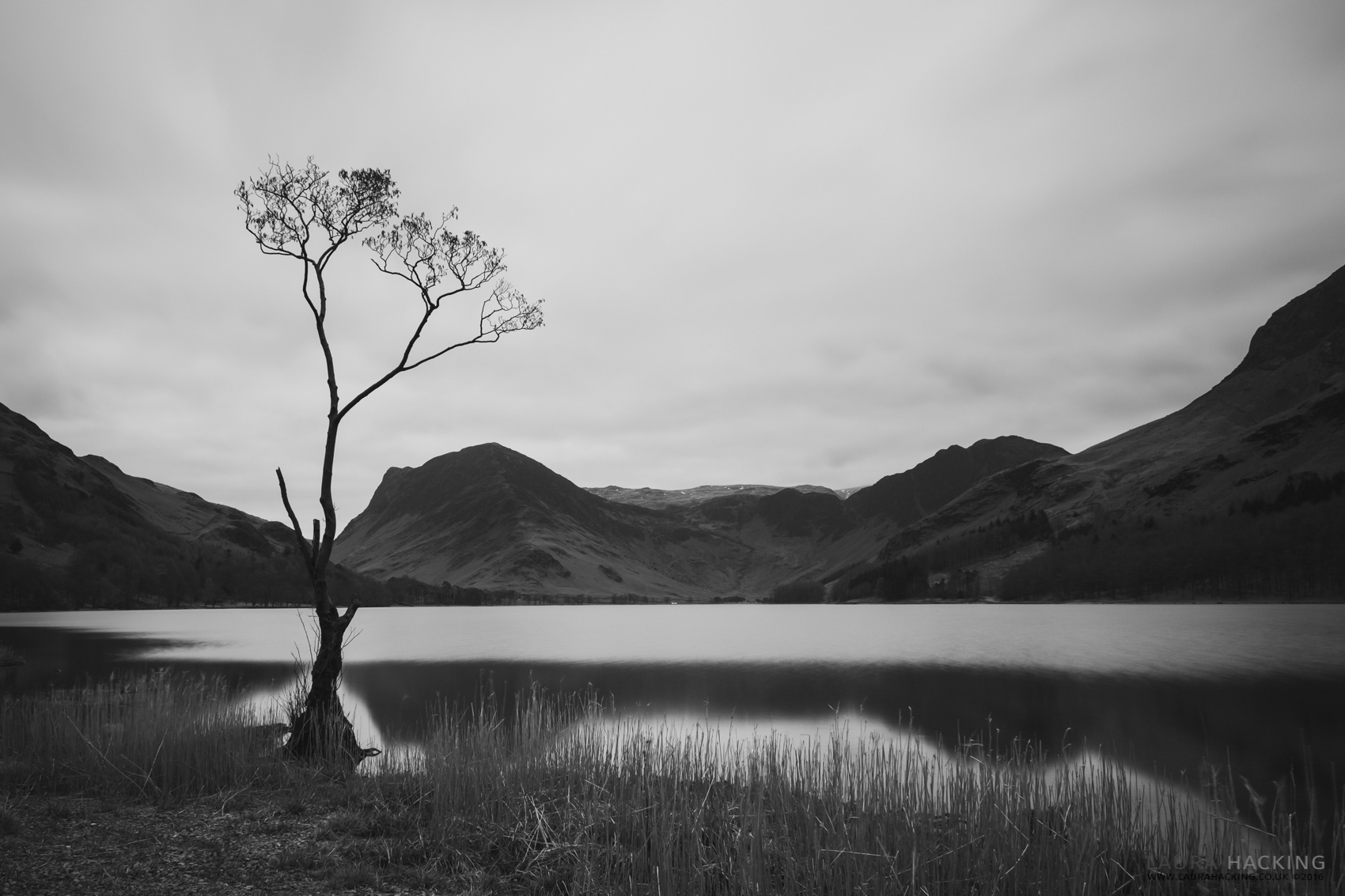 A black and white photograph of the infamous lone tree at Buttermere Lake in the Lake District, England.