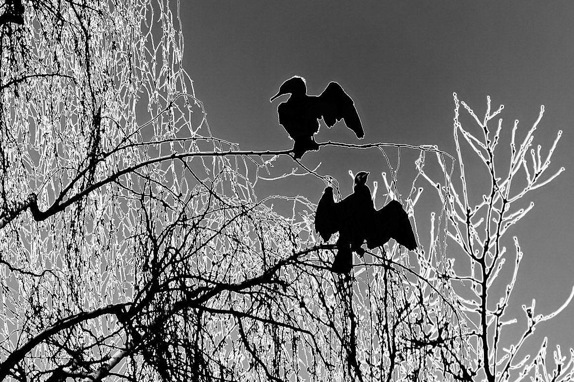 2021 WEEK 8: B&W Pseudo-Solarisation