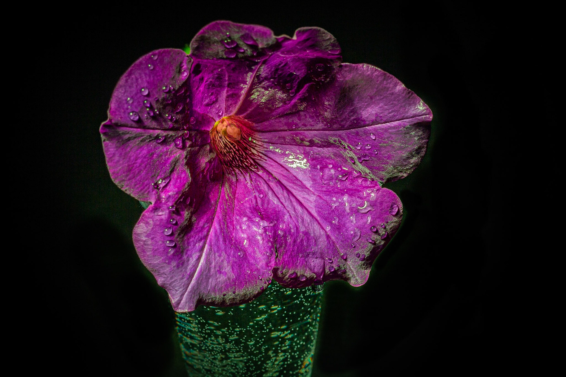 Petunia Velour Royal