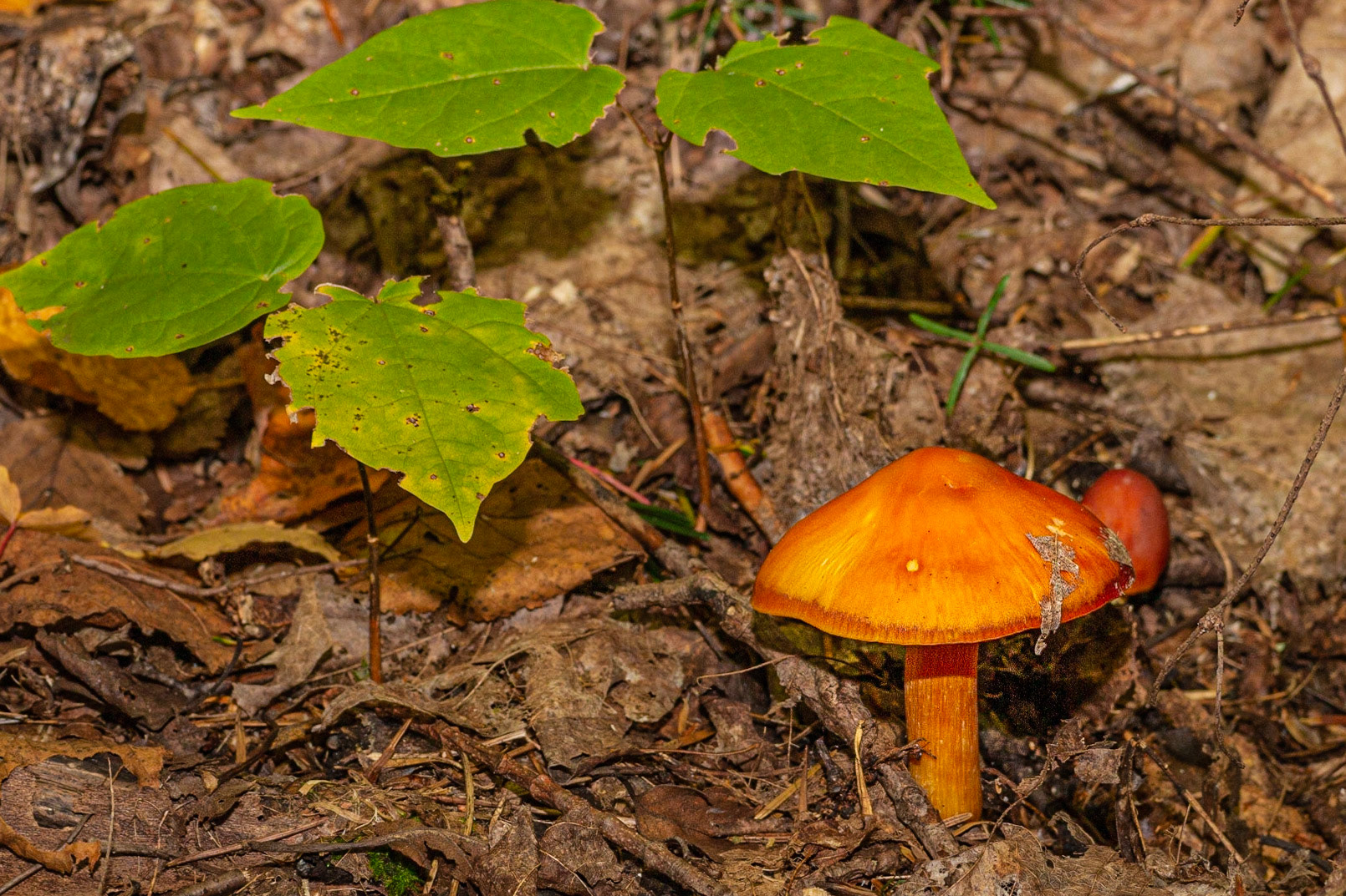 Hygrophore ponceau