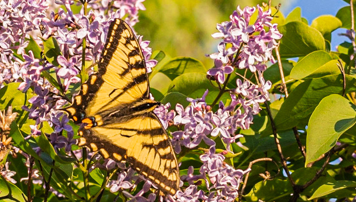 Papillon Tigré du Canada