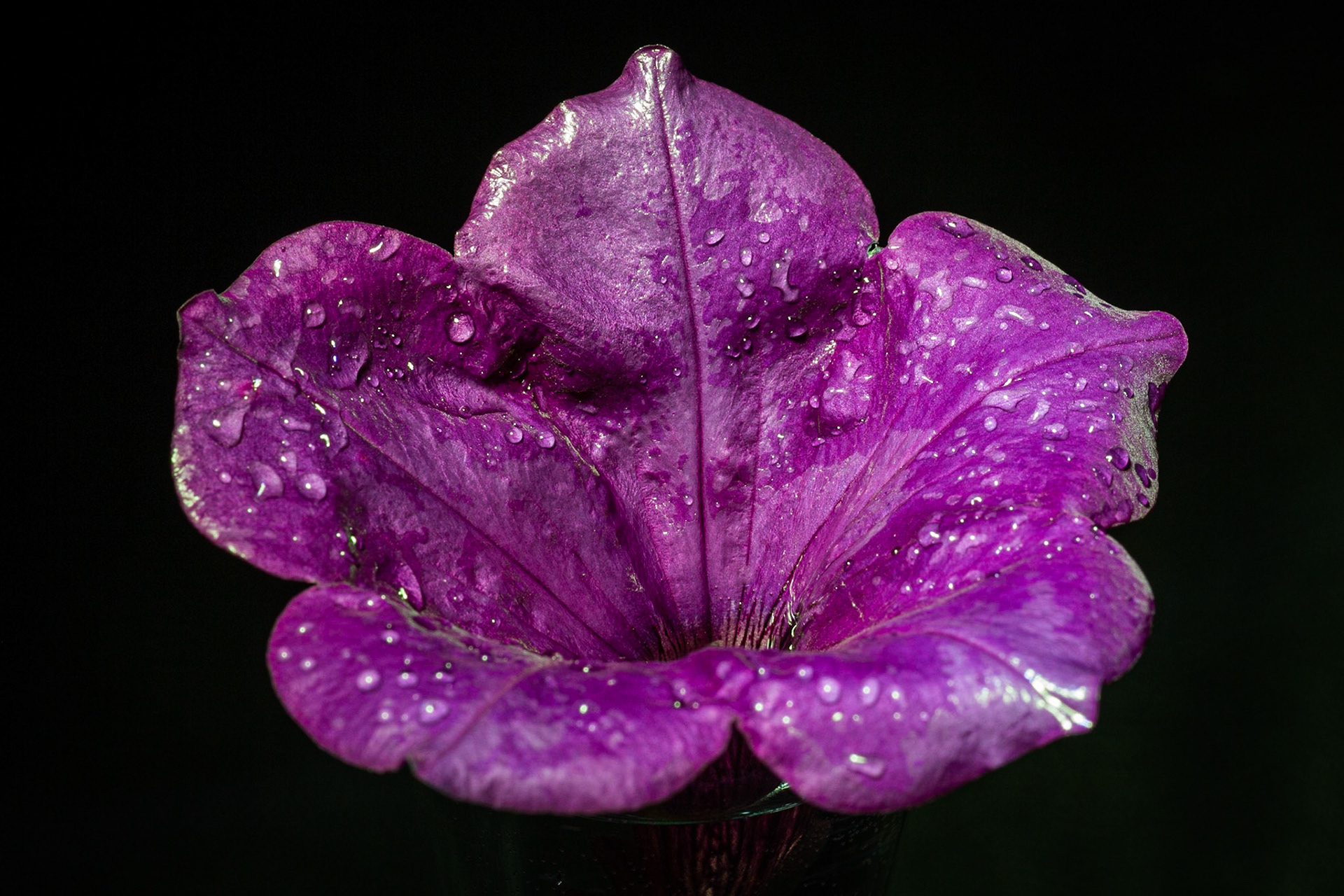 Petunia Velour Royal