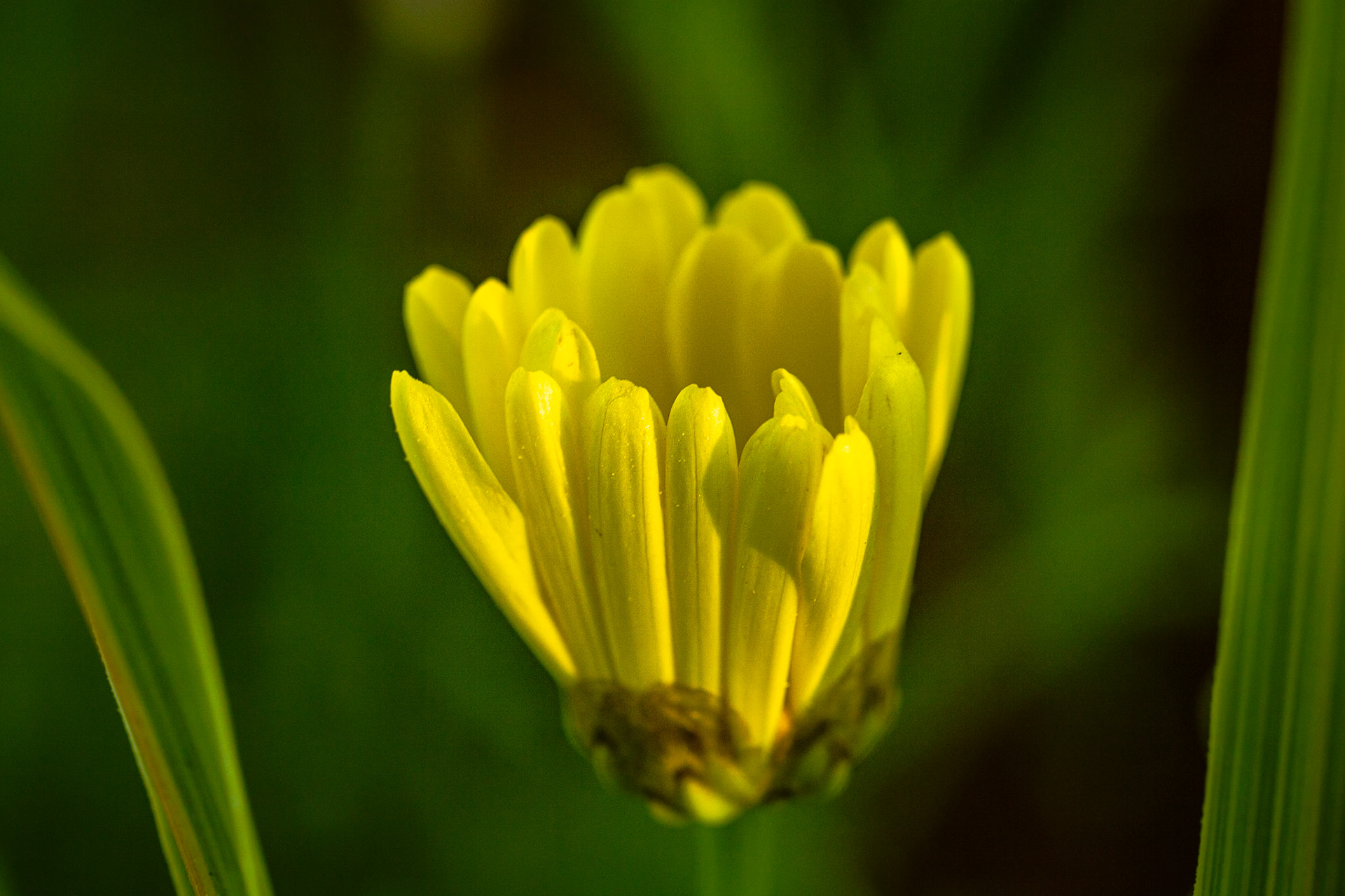 Marguerite beauté jaune