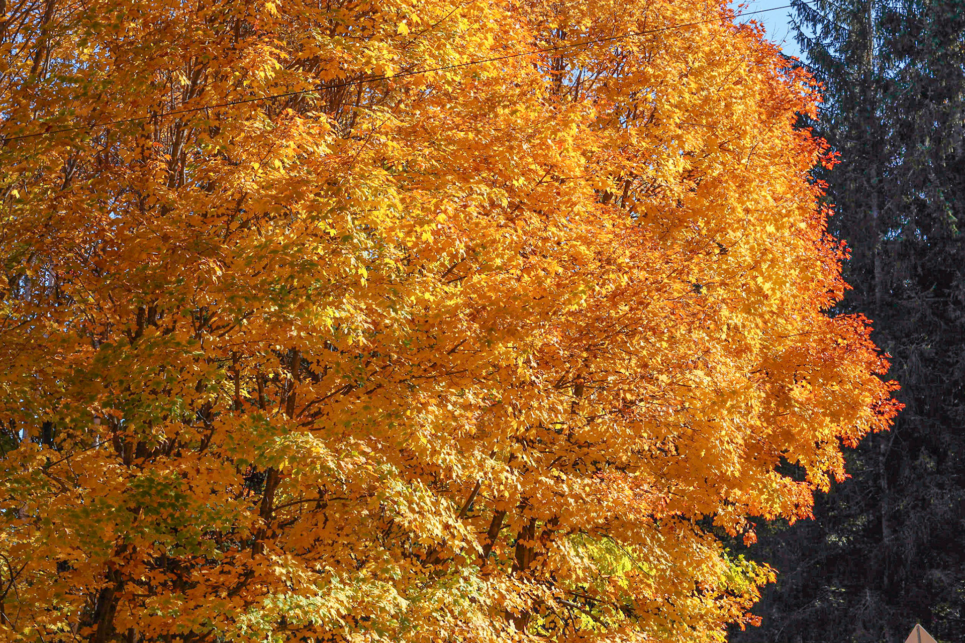 Automne 2016