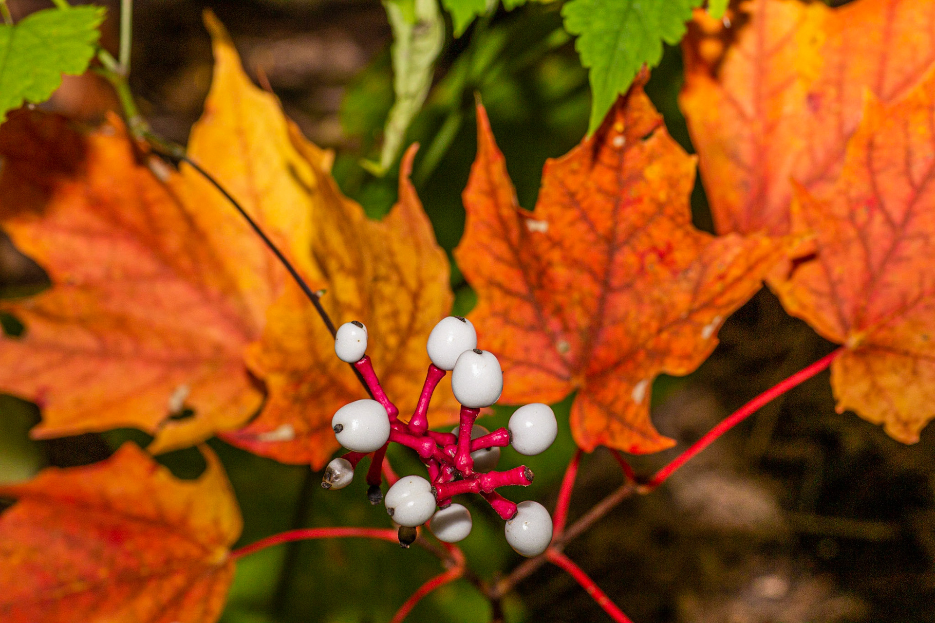 Cornouillier gris (Gray Dogwood)