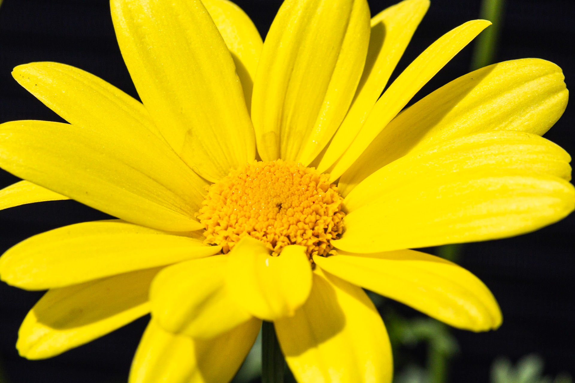 Marguerite beauté jaune