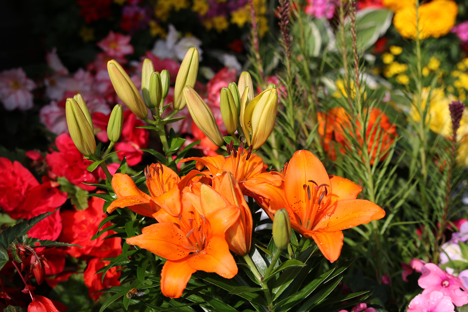 Paul GlassPhotography Summer Flowers
