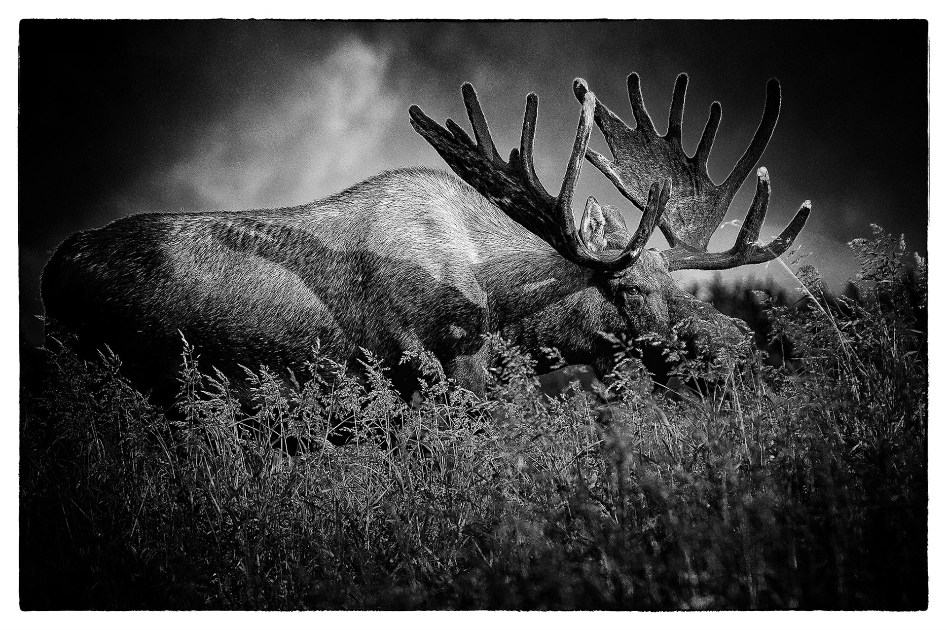 Moose is posing just few yards from the trail,