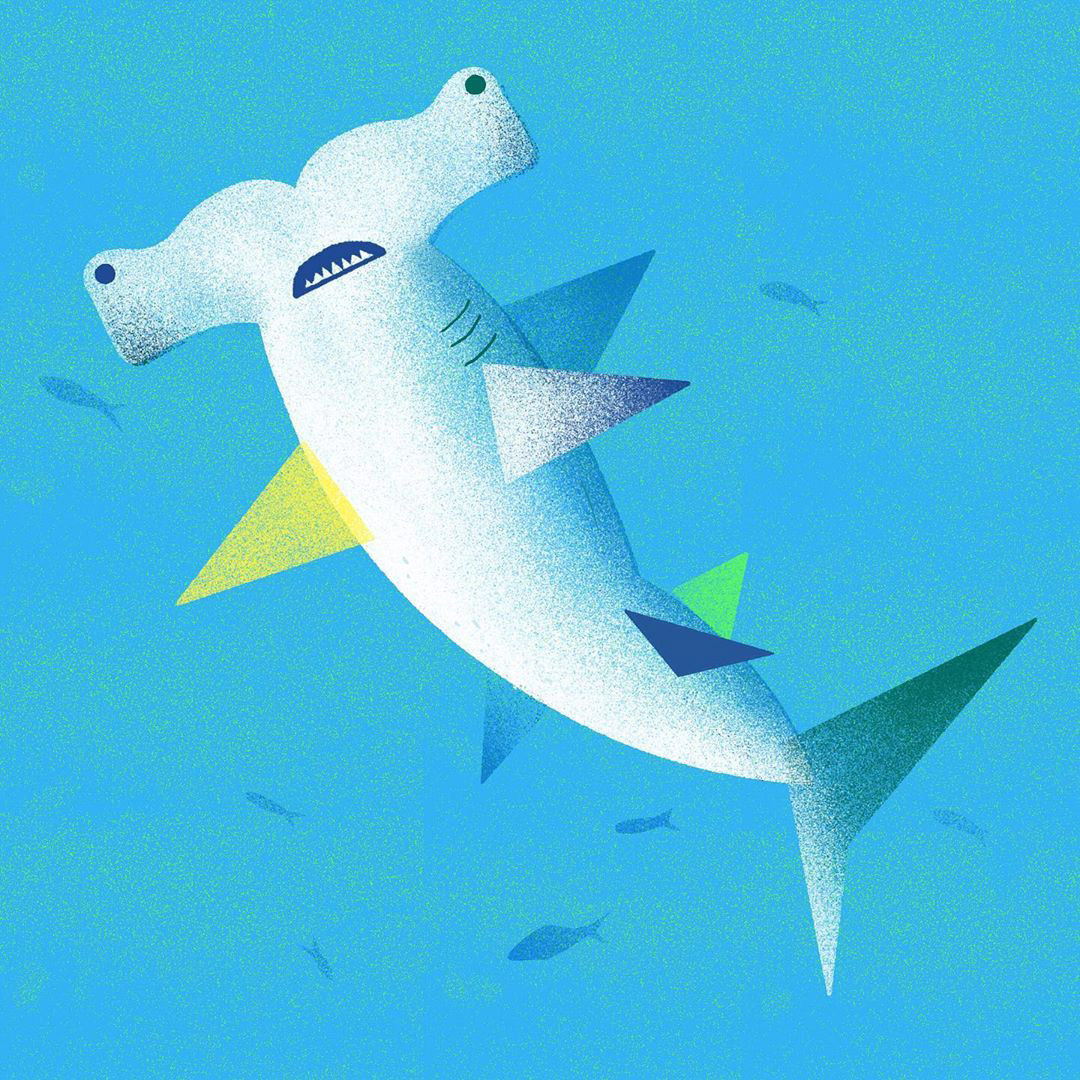 Great Hammerhead / Tiburón Martillo Gigante - Pamela Medina