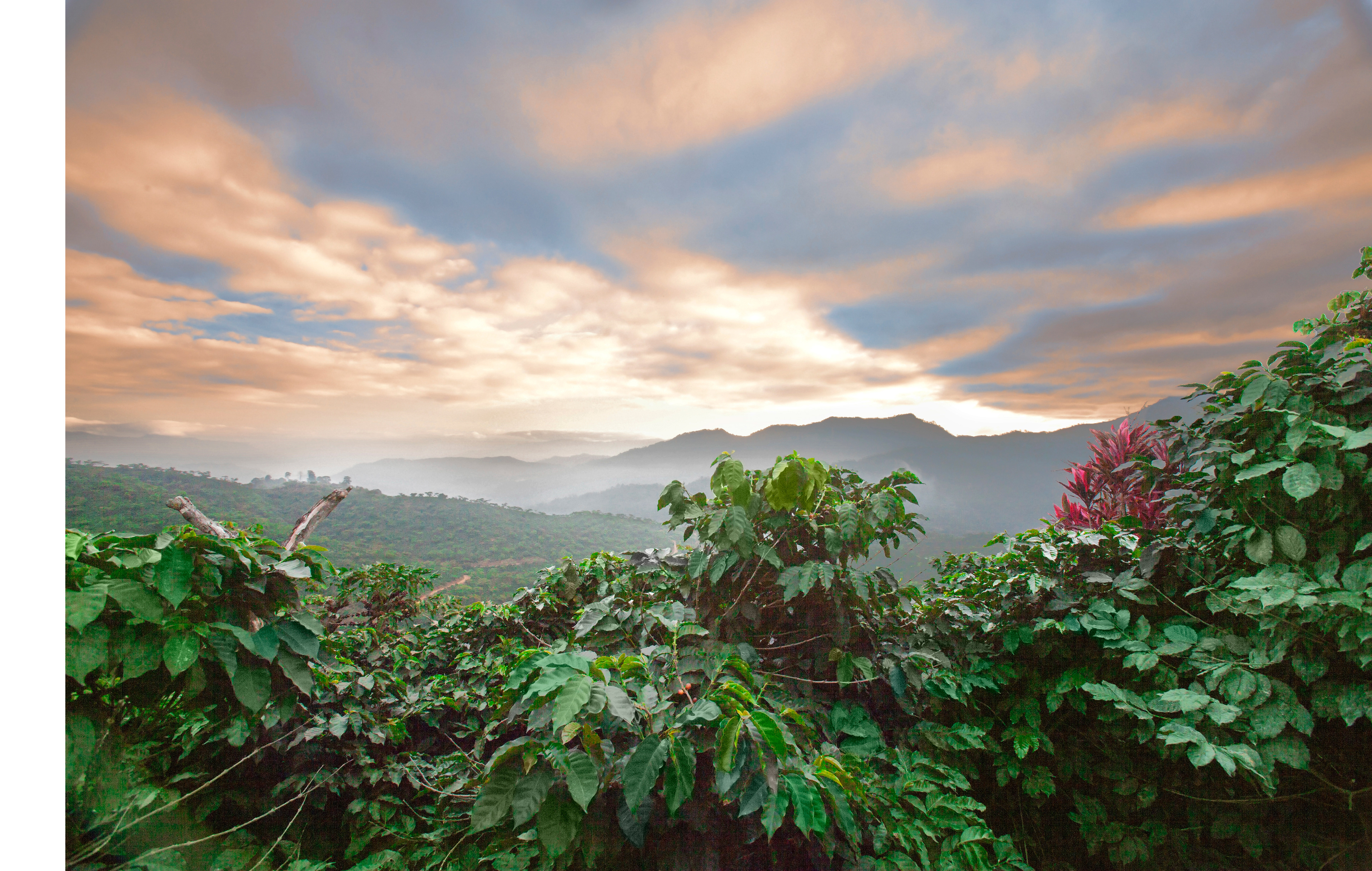 Bernard Park - MEXICO COFFEE PLANTATION