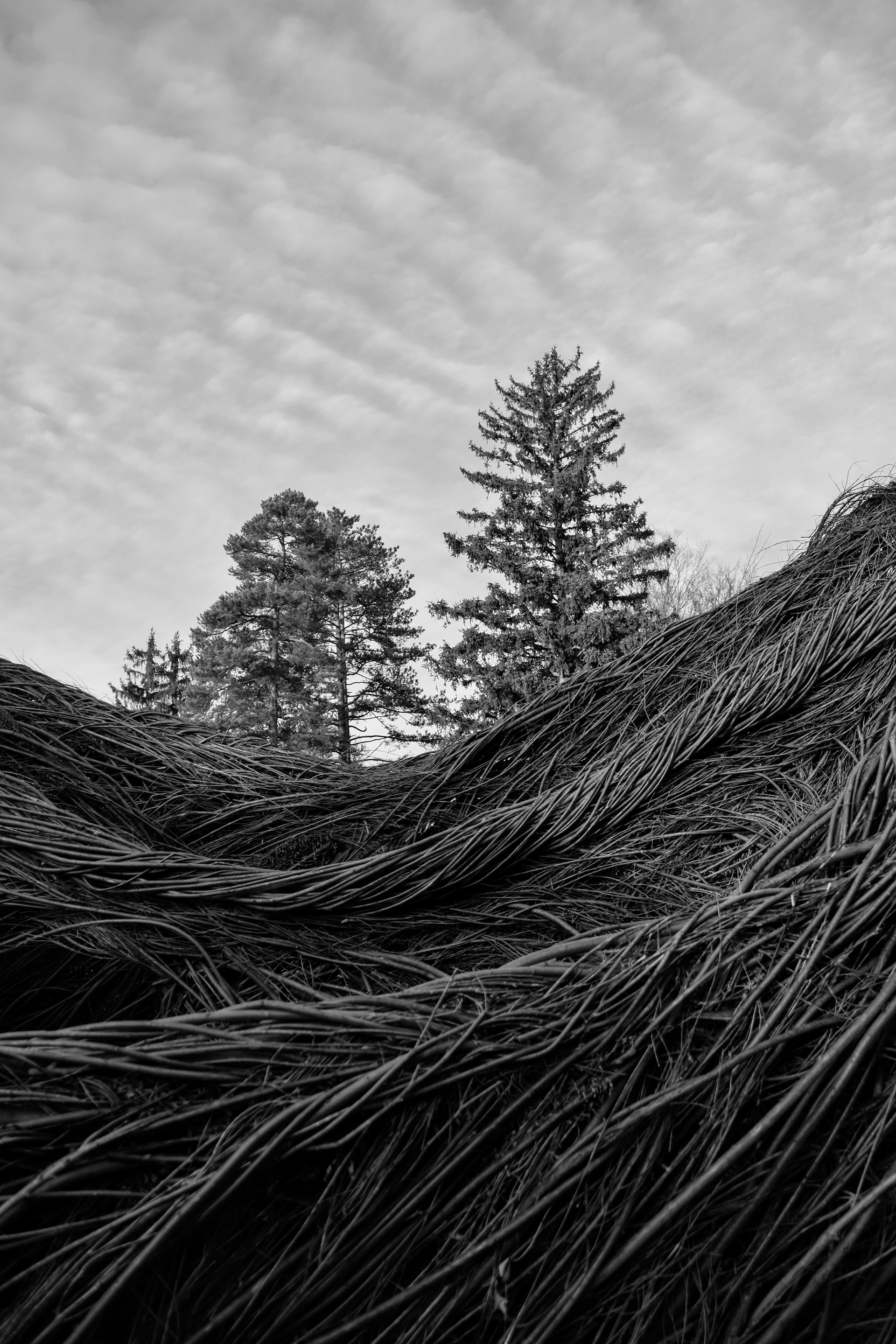 Lily Rogen, Roots, Photography, Laurel School, Educator: Lori Kella, Grade 11, Honorable Mention
