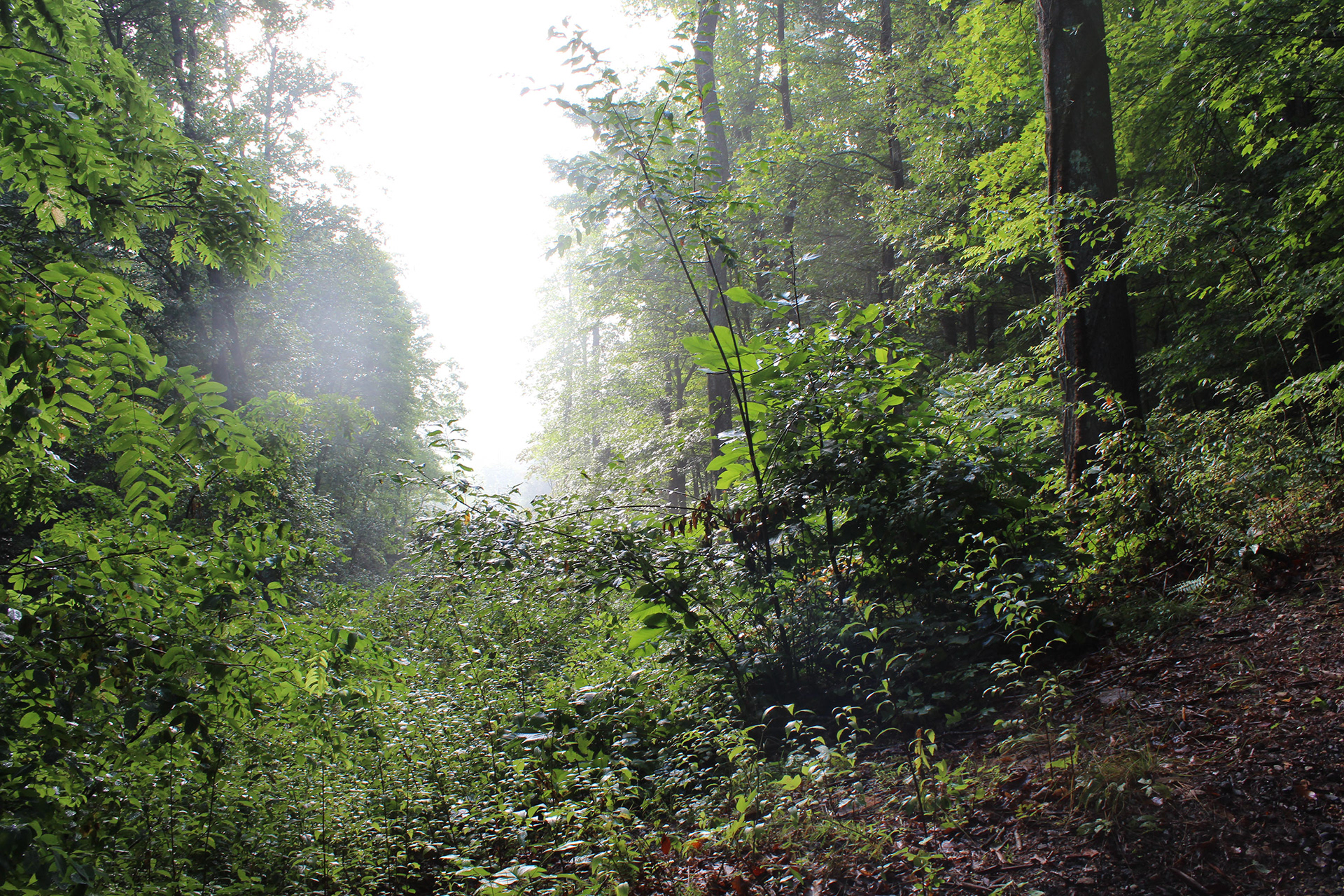 "i miss these morning views / the light passing through the trees / the morning dew", digital, 2015–2021 A.D.