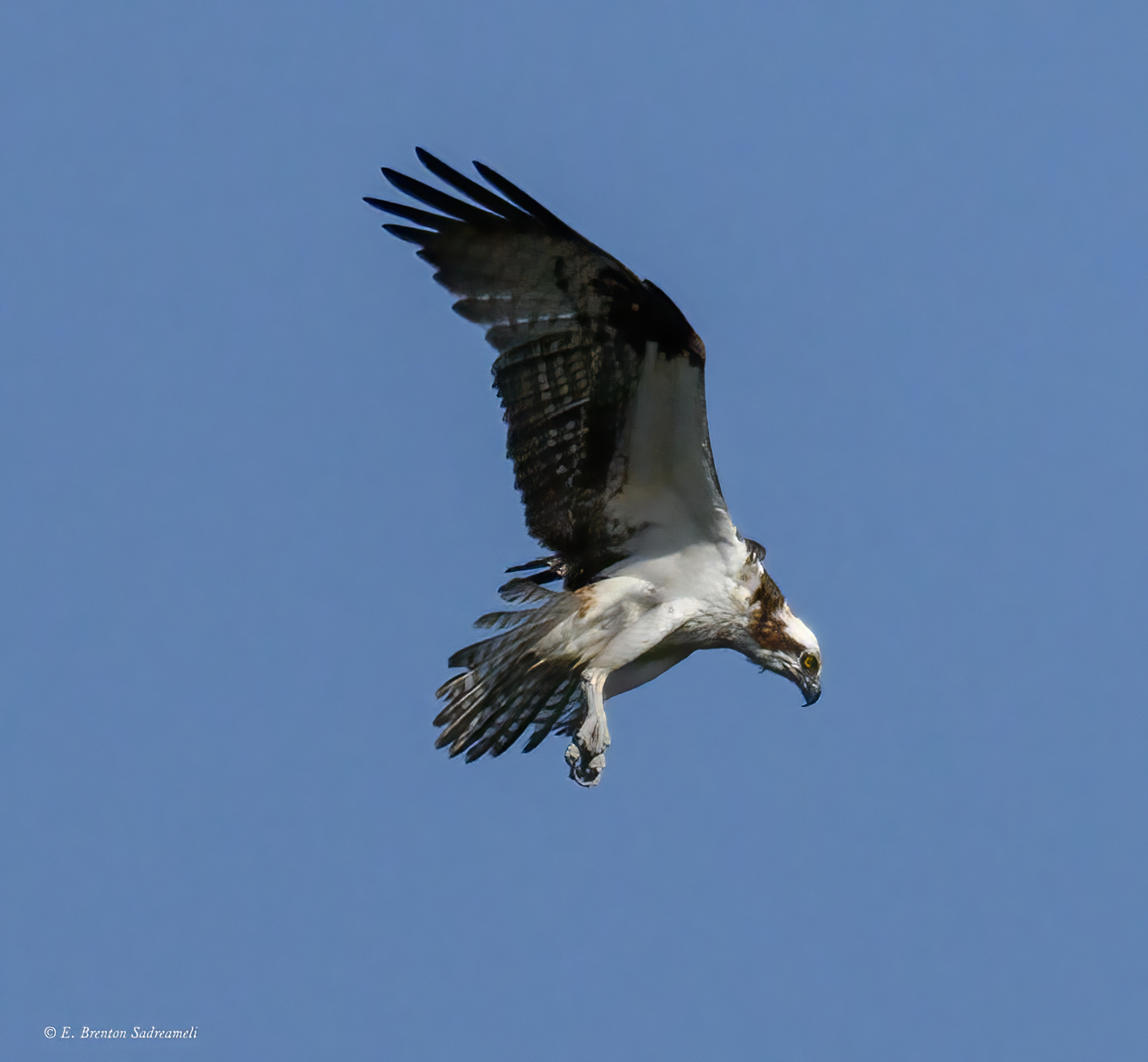 Osprey on the hunt over Rookery Bay, Florida