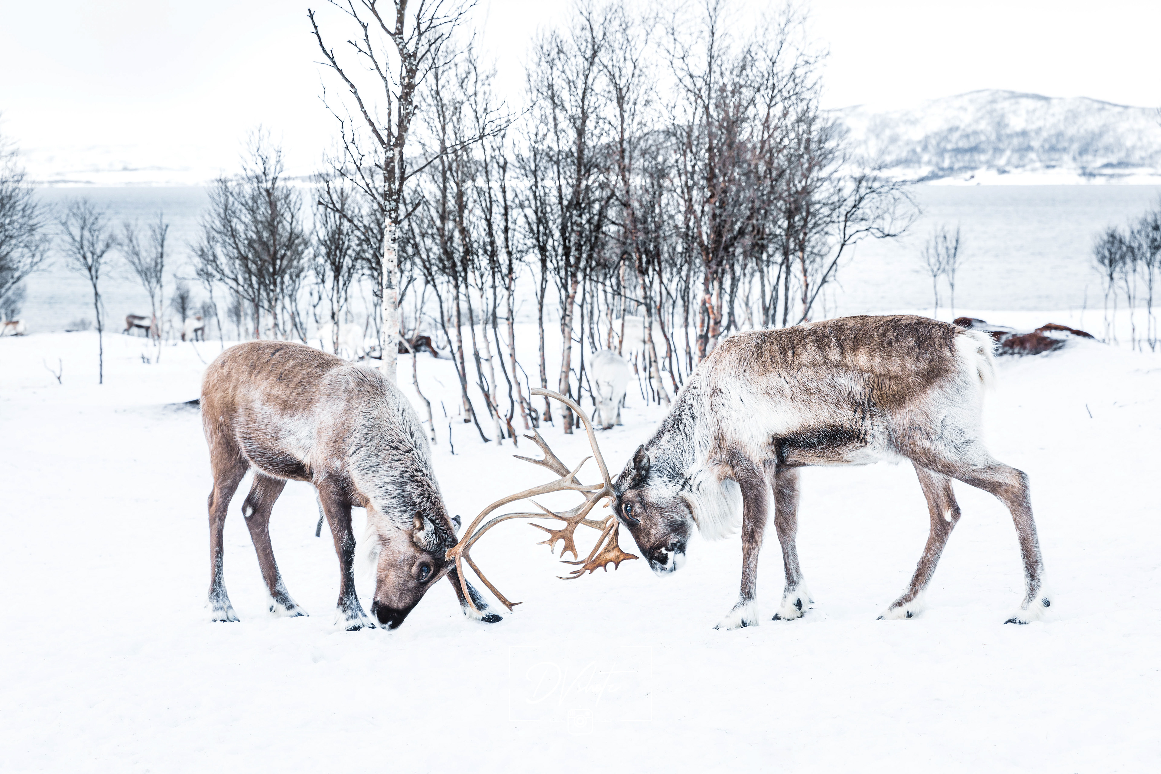 Landschap - Tromso 2020