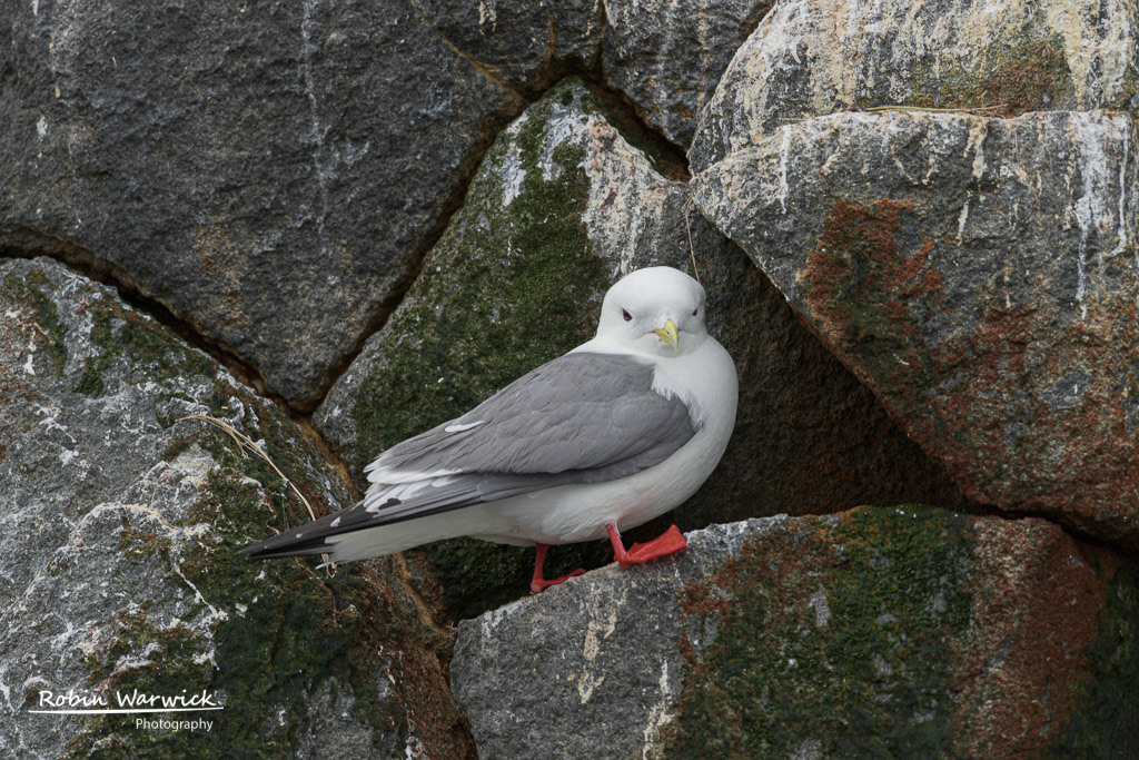Red-legged Kittiwake