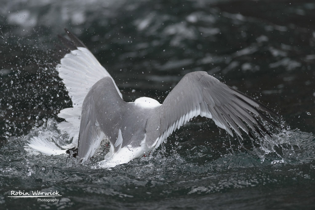 Red-legged Kittiwake