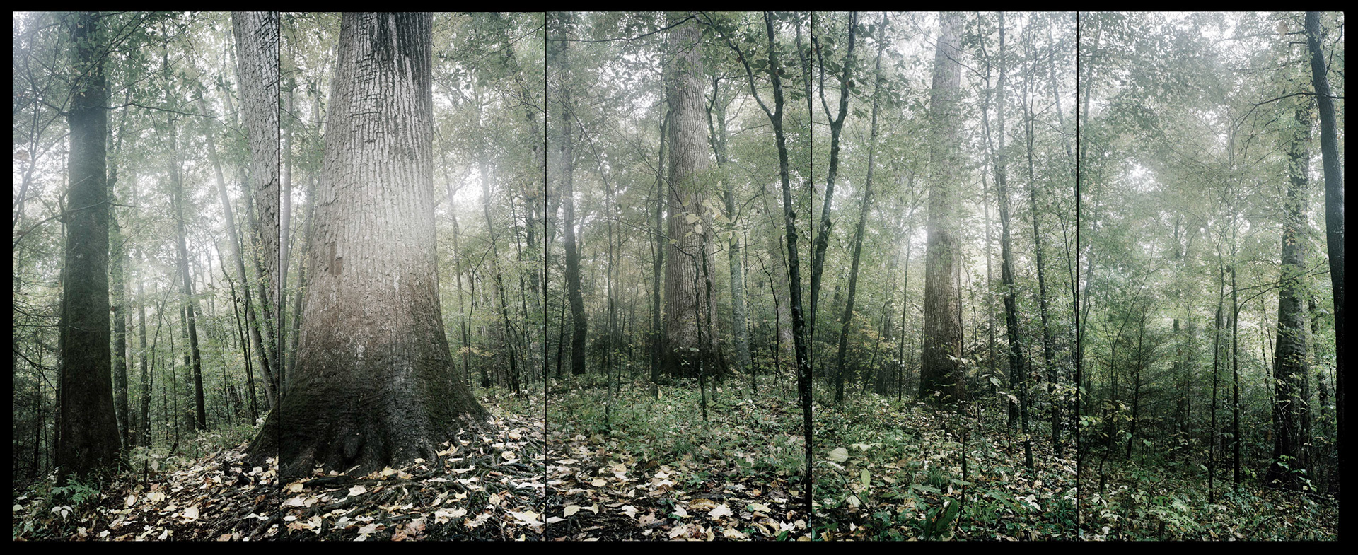 Joyce Kilmer Memorial Forest, NC