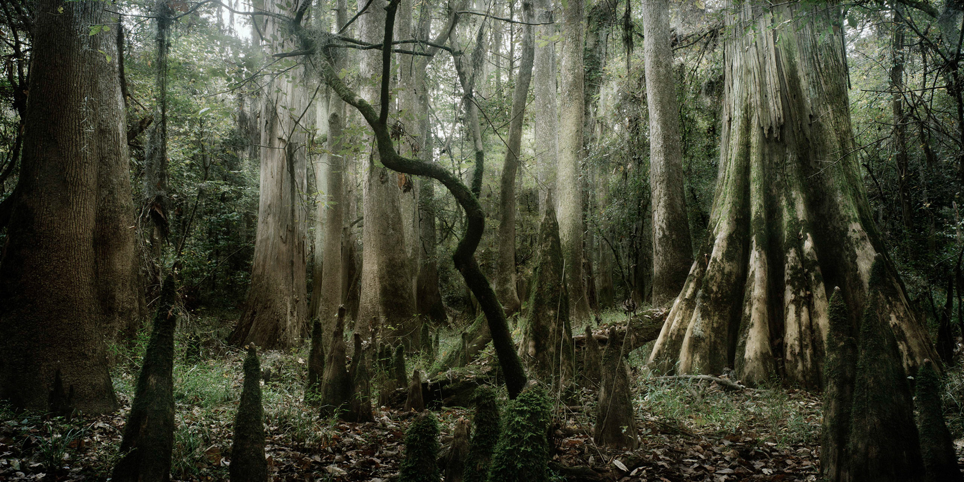 Congaree National Park, SC