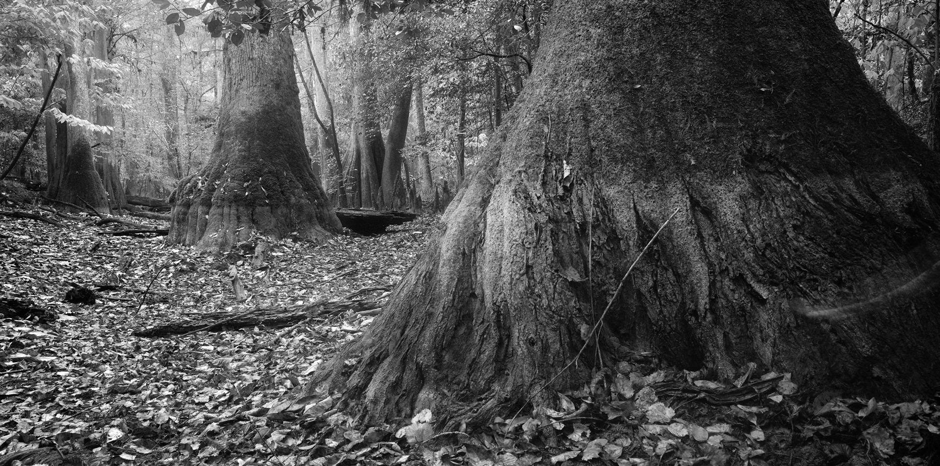 Congaree National Park, SC