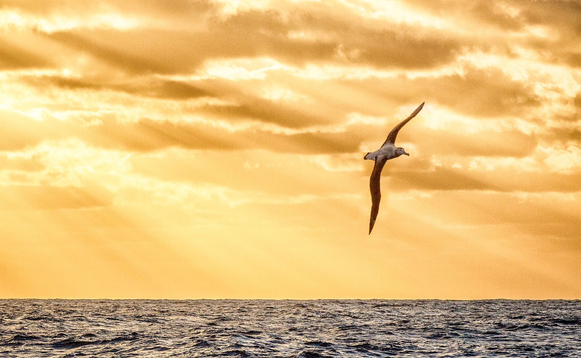 Wandering albatross / toroa ingoingo