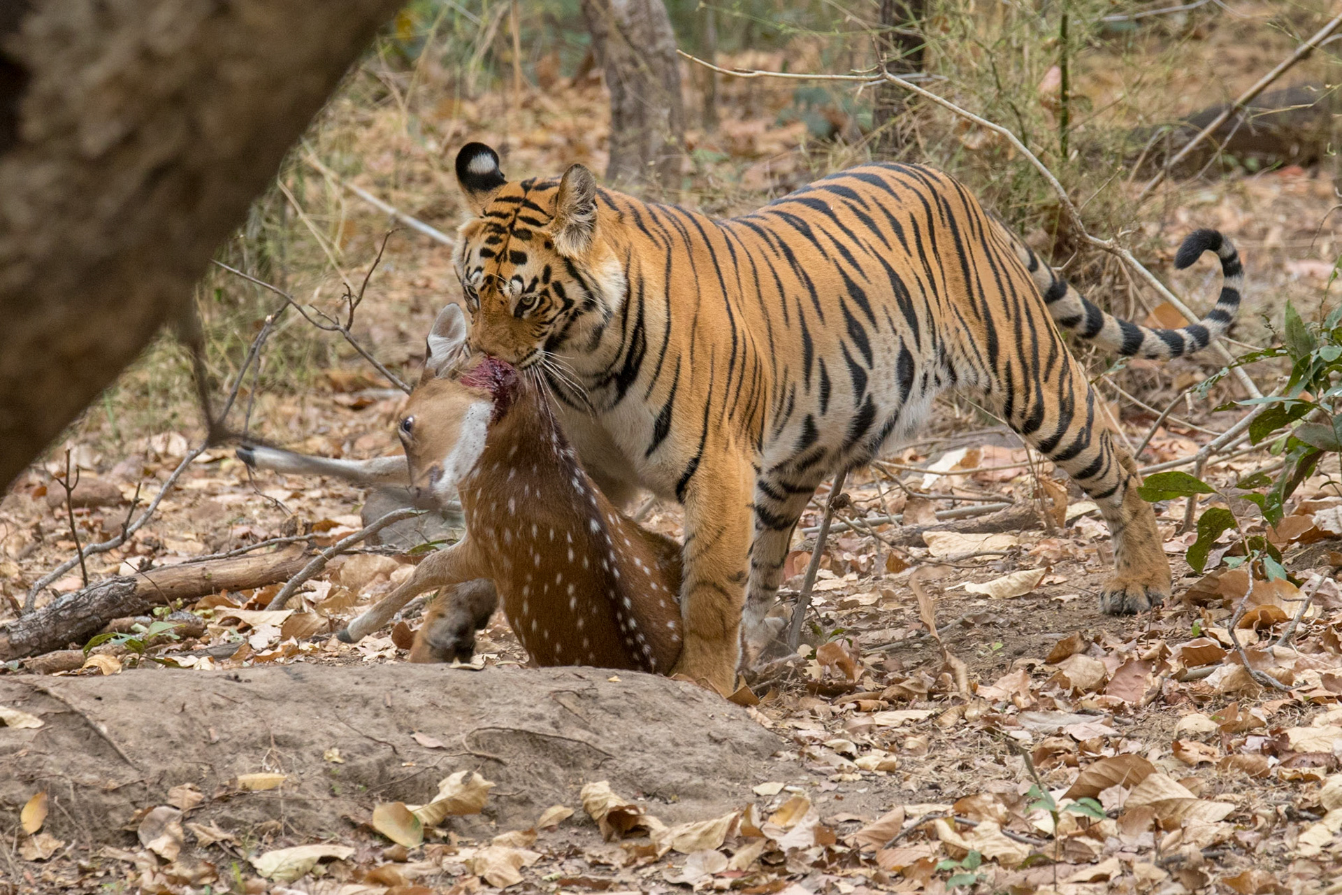 Doug Berndt ARPS EFIAP - Tigers of Bandhavgarh