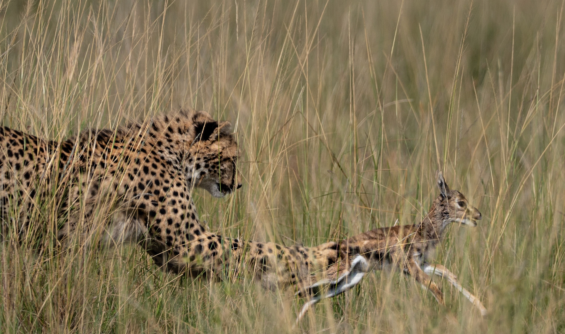 Cheetah and young Thomson Gazelle