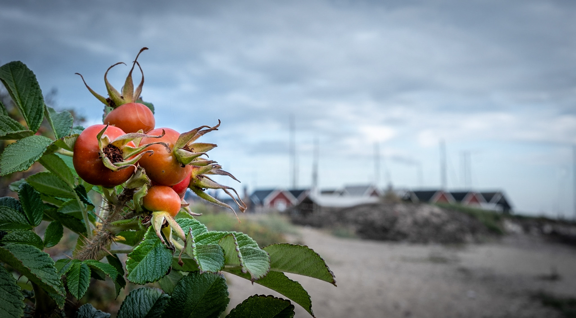 Hybenfrugtrer med havnen i baggrunden