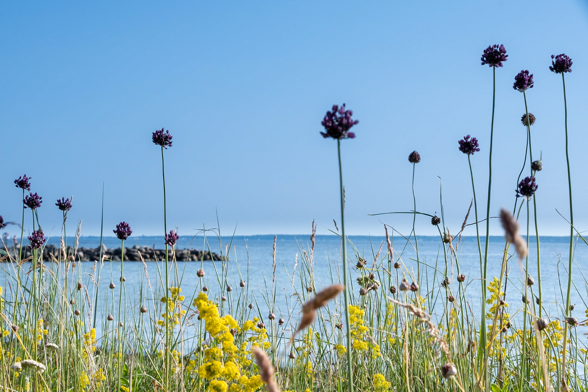 Vilde blomster på standen med indsejlingen til haven i baggrunden