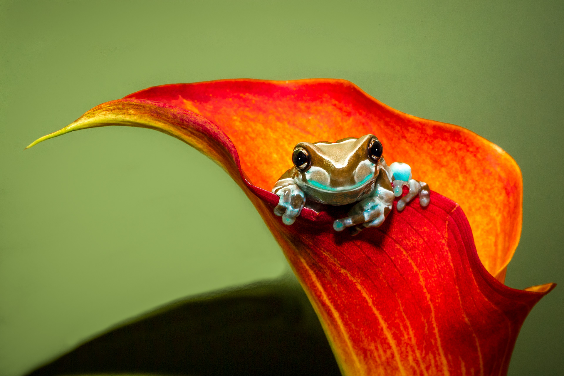 Amazon Milk Frog