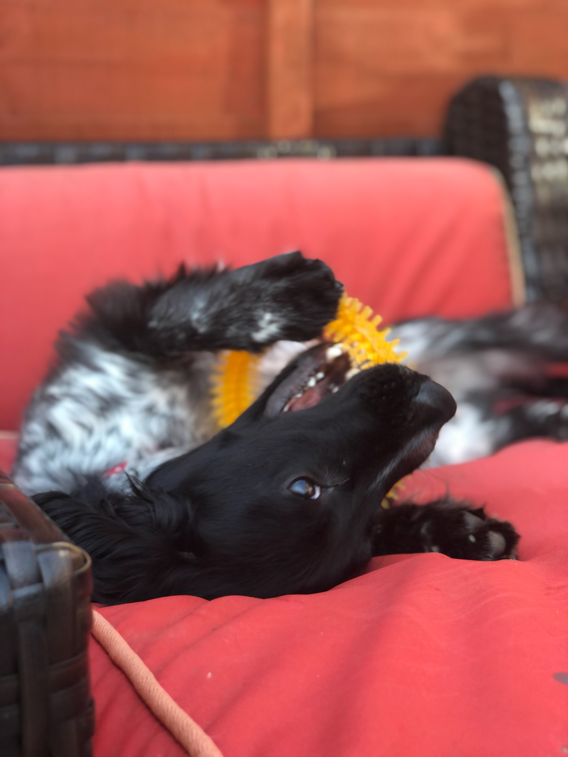Charlie (Cocker Spaniel)